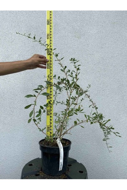 Годжі Цукровий Гігант - 3л/вис.40-60см/Ø30-40см